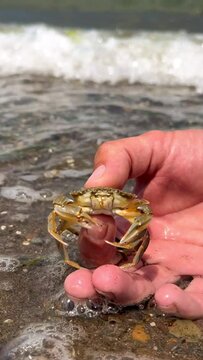 Crab on the Marmara Sea beach in Turkey. A man holds a crab in his hand against the background of the waves. A small crab on the sand. Gemlik, 2022. A tropical beach. 4K
