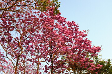A tree with a large mass of magenta flowers in full bloom