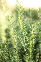 Obraz premium Fresh Rosemary Herb grow outdoor. Rosemary leaves Close-up.