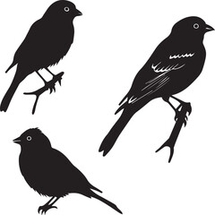 set of birds
