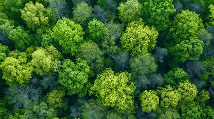 Naklejka premium Aerial view, vibrant green forest in spring, natural tapestry from drone's eye, AI Generative
