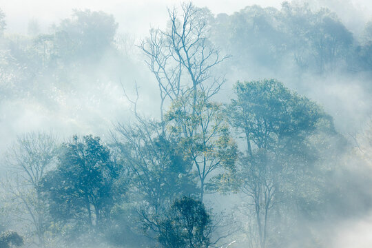 Landscape of Morning Mist with Mountain Layer at north of Thailand. mountain ridge and clouds in rural jungle bush fores