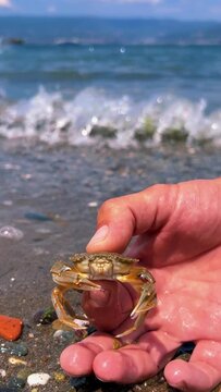 Crab on the Marmara Sea beach in Turkey. A man holds a crab in his hand against the background of the waves. A small crab on the sand. Gemlik, 2022. A tropical beach. 4K