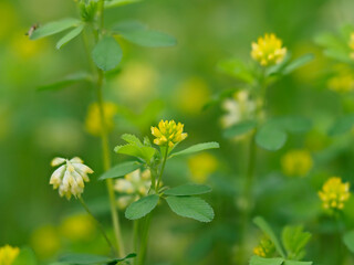 草原に咲くコメツブツメクサのクローズアップ
