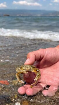 Crab on the Marmara Sea beach in Turkey. A man holds a crab in his hand against the background of the waves. A small crab on the sand. Gemlik, 2022. A tropical beach. 4K
