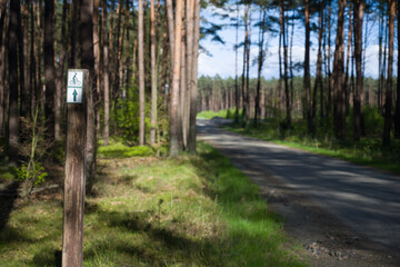 Droga rowerowa, las sosnowy Polska