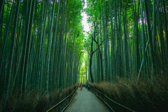 Arashiyama Bamboo groove or Sagano Bamboo Forest, located in Arashiyama, kyoto, japan