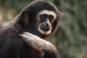 A gibbon's curious eyes peek through, embodying the playful spirit of forest's acrobatic wanderers.