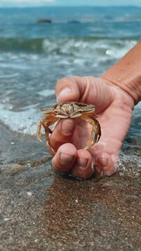 Crab on the Marmara Sea beach in Turkey. A man holds a crab in his hand against the background of the waves. A small crab on the sand. Gemlik, 2022. A tropical beach. 4K
