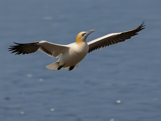 Fototapeta premium Flying Northern gannet Mores Bassano’s with nesting. Generative AI