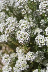 White flowers on an Alyssum plant in a garden