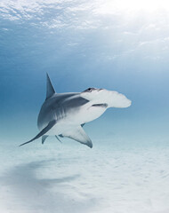 Great Hammerhead shark, underwater view