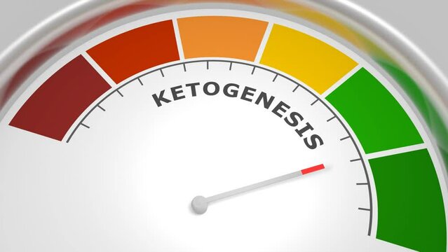 Ketogenesis level on measure scale. Instrument scale with arrow. Colorful infographic gauge element. Ketogenesis is the biochemical process through which organisms produce ketone bodies