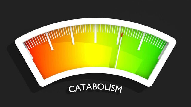 Catabolism high level on measure scale. Instrument scale with arrow. Colorful infographic gauge element. Catabolism breaks down large molecules with ATP as energy into smaller units.