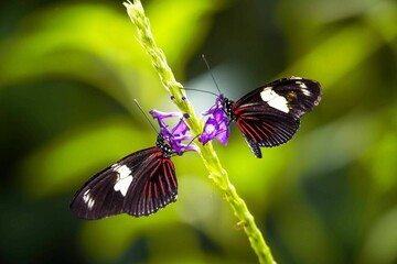 Idyllic scene of two black Doris longwing (Heliconius doris) butterflies perched on a plant