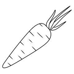 hand drawn illustration of a carrot