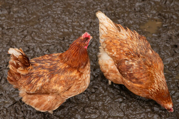 two red hens free walk on wet ground. free range domestic real chickens on organic farm, top view
