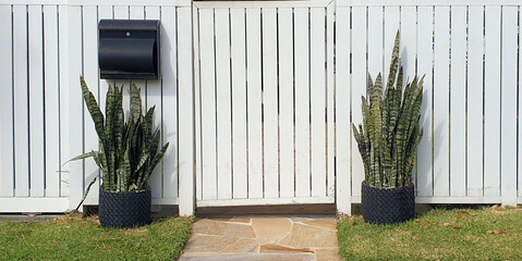 white timber fence with black letterbox and Dracaena trifasciata, snake plant growing in pots...