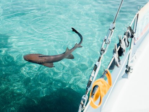 A nurse shark near sailboat in the Bahamas (Ginglymostoma cirratum)