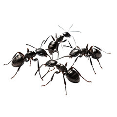 Black ants on a transparent background