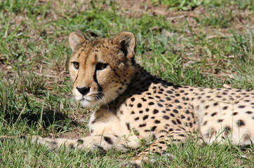 Cheetah big cat lying on green grass
