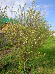 apple tree in spring