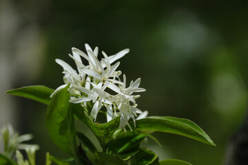 かわいいナンジャモンジャの白い花