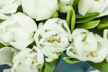 A bouquet of white tulips on a pastel green background. Blooming flowers, festive concept