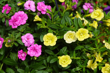 Close up hanging, trailing double Petunia with pink and yellow flowers. Family Solanaceae. Spring,...