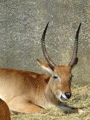 antilope