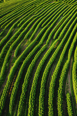 Fototapeta premium Aerial view of symmetrical rows of crops in a vast agricultural field, creating a mesmerizing pattern that stretches to the horizon.