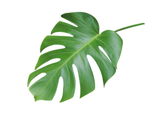 Bright green monstera leaf on  background closeup