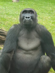 Gorilla is sitting on the ground and staring at me. 