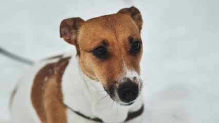 A Jack Russell Terrier trembles in the winter snow.