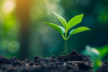 Growing seedling symbolizes financial growth and investment opportunities in green initiatives. Concept Green Initiatives, Financial Growth, Investment Opportunities, Seedling Symbolism