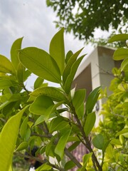 Obraz premium leaves on the fence