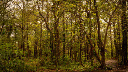 Mixed forest, green deciduous trees The rich natural ecosystem of the rainforest concept is about conservation and natural reforestation.	