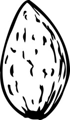 Hand drawn vector line illustration of almond in shell.