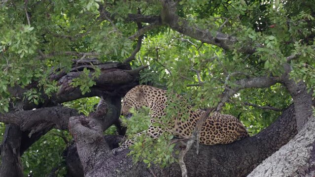 Young male leopard finding the perfect spot in a tree