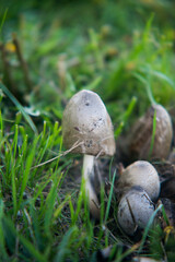 mushroom in the grass