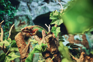 Chameleon on a branch, surrounded by green leaves