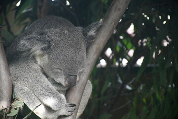 koala bear sleeping