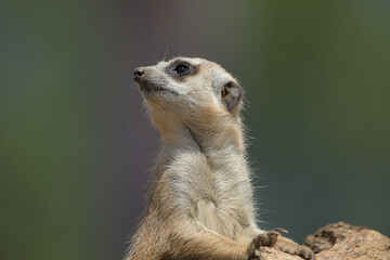 A portrait of meerkat (suricate) on the guard duty, isolated