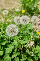 Dandelion amidst city skyscrapers under a clear sky

