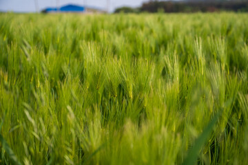 청보리가 푸르게 자라고 있는 청량한 들판