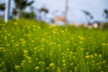 4월의 유채꽃이 피어있는 풍경 사진