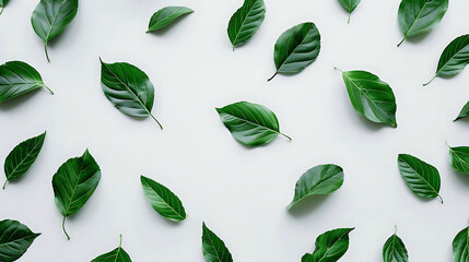 creative pattern of green leaves on white surface - obrazy, fototapety, plakaty