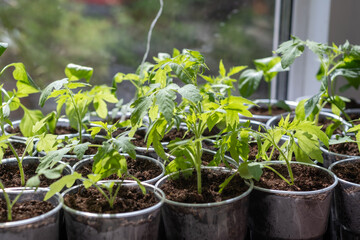 Growth of tomato seedlings in plastic glasses on a windowsill. Witness the emergence of delicate green leaves as the plants thrive indoors during spring