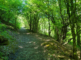 tunnel through green trees in spirng in ioannina perfecture iliochori village path to waterfalls...