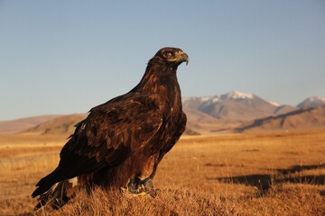 Picture of a golden eagle in a deserted area with mountains on a blurry background during sunset